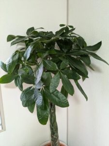 「一宮市木曽川町の鍼灸院 待合室で育つ観葉植物パキラ 成長と剪定 妊活・不妊ケア」