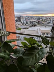 「一宮市木曽川町の鍼灸院 待合室の観葉植物ウンベラータ 妊活・不妊ケア」