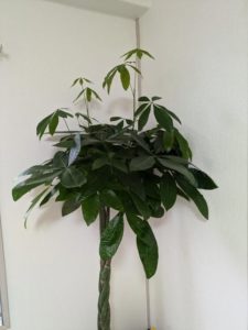 「一宮市木曽川町の鍼灸院 待合室で育つ観葉植物パキラ 成長と剪定 妊活・不妊ケア」