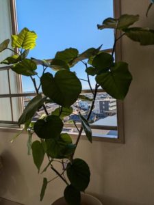 「一宮市木曽川町の鍼灸院 待合室の観葉植物 ウンベラータ 妊活・不妊ケア」