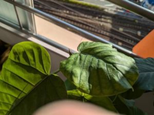 「一宮市木曽川町の鍼灸院 待合室の観葉植物 ウンベラータ 妊活・不妊ケア」