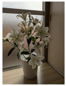 一宮市木曽川町の鍼灸院 明るい院内に飾った白い百合の花 妊活ケア・自律神経ケアの空間づくり