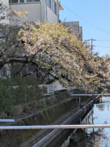 木曽川黒田小学校 入学式当日の周辺の桜の様子(近景)