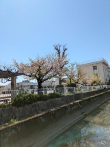 木曽川黒田小学校 入学式当日の周辺風景と桜の様子