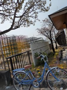 桜の下で撮影した通勤用の子ども用自転車